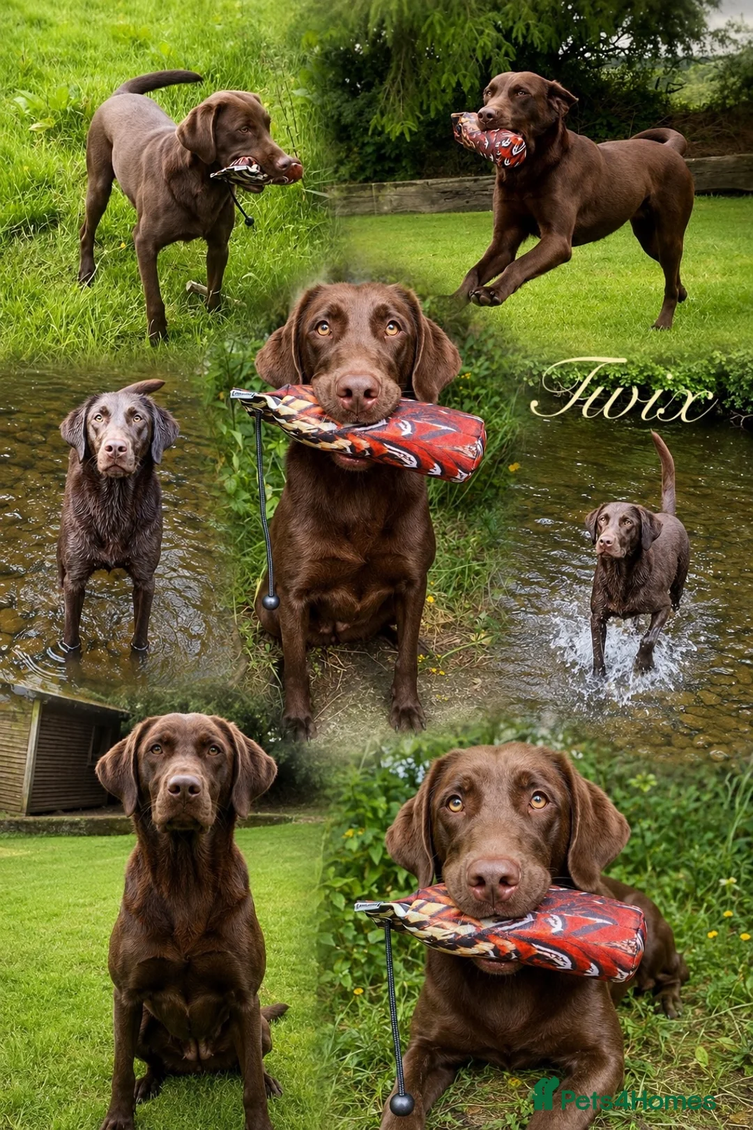 Labrador Retriever dogs for sale: Choc & Yellow Labs Waiting list open 202 DNA KC - Advert 2