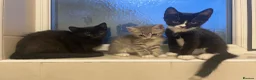 Mixed Breed cats for sale: Beautiful MixBreed Kittens  - Advert 2