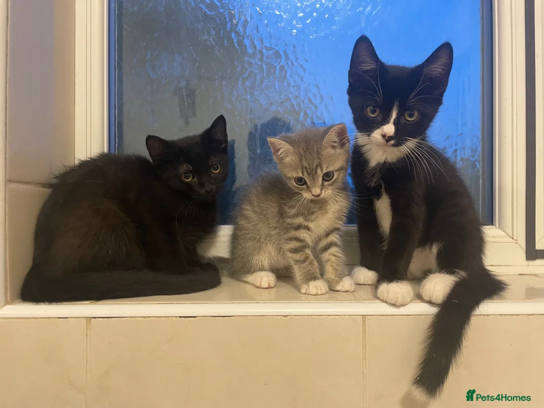 Mixed Breed cats for sale: Beautiful MixBreed Kittens  - Advert 2