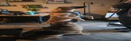Mixed Breed dogs for adoption: Ruby for adoption in Hastings - Advert 4