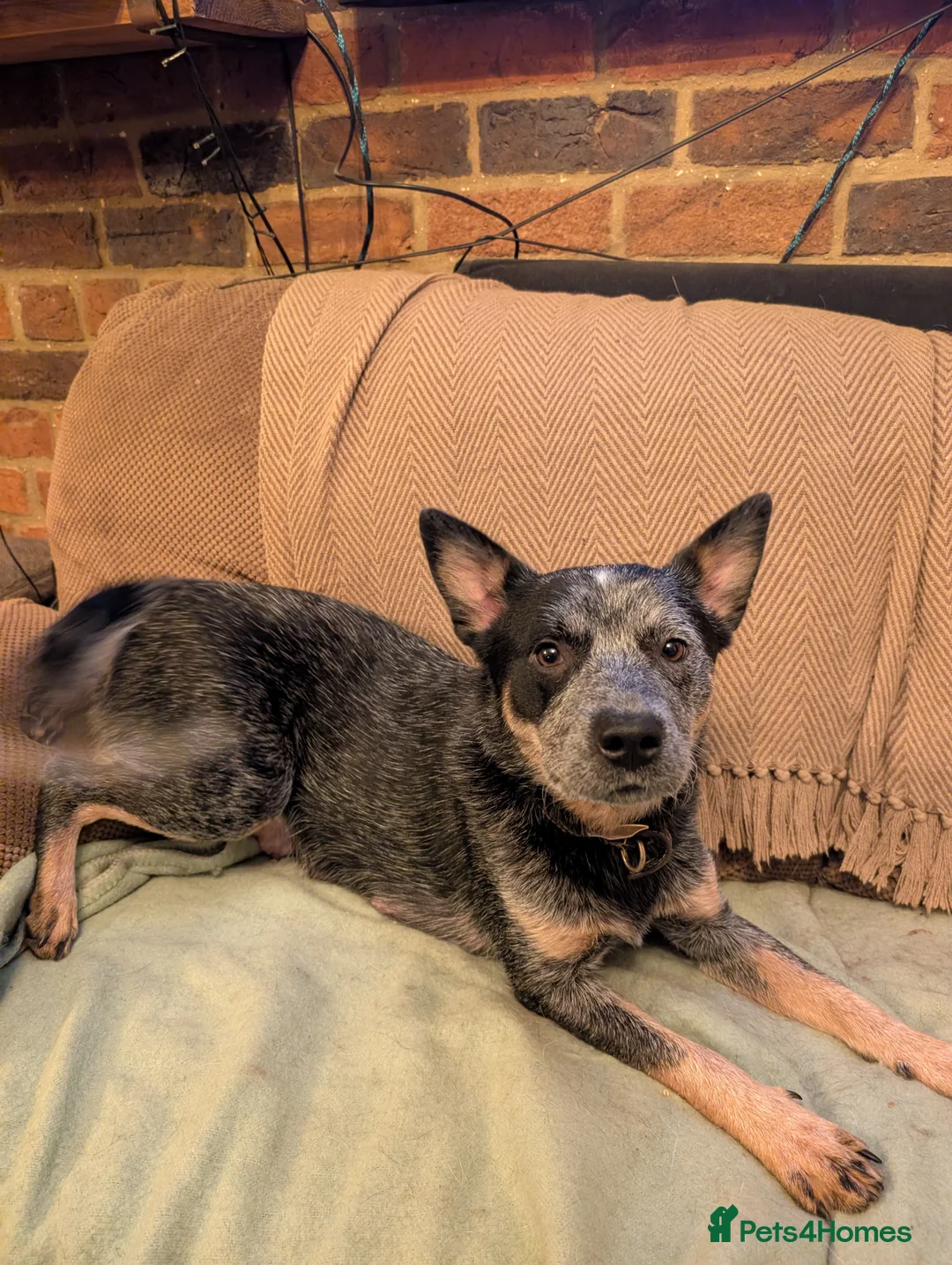 Australian Cattle Dog dogs for sale: Cattle Dog Puppies - Advert 2