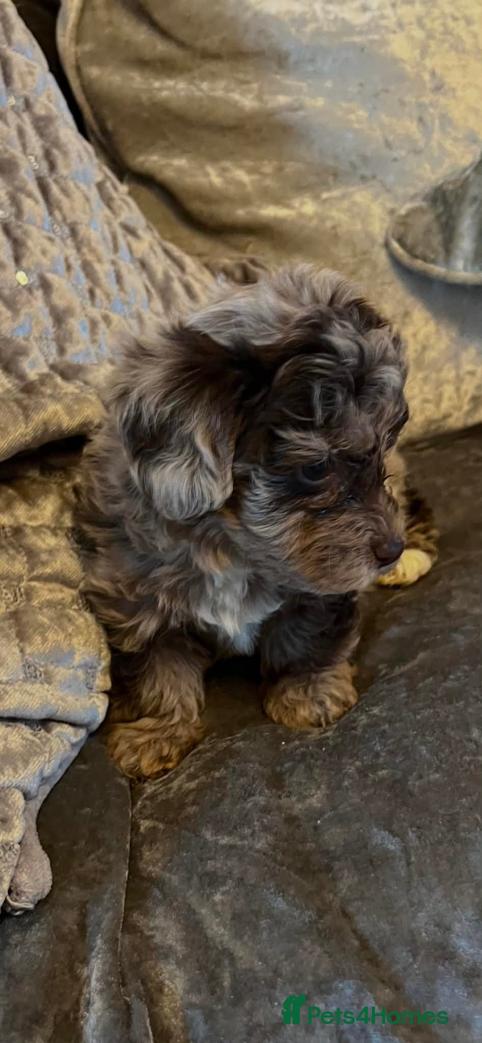 Westiepoo dogs Beautiful litter of westipoos ready to leave now  - Advert 5