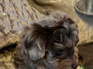 Westiepoo dogs Beautiful litter of westipoos ready to leave now - Advert 5
