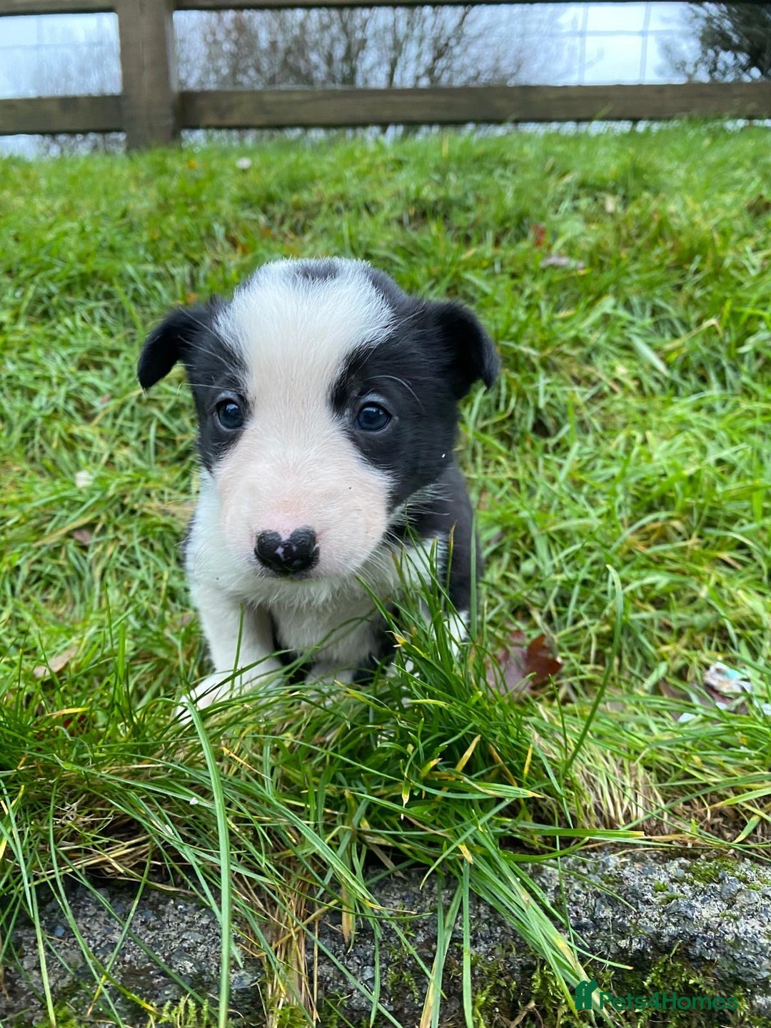 Border Collie dogs for sale: Border Collie Pups  - Advert 9