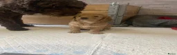 Cockapoo dogs for sale: 2x male cockapoos 1 golden 1 brown  in Northallerton - Advert 11
