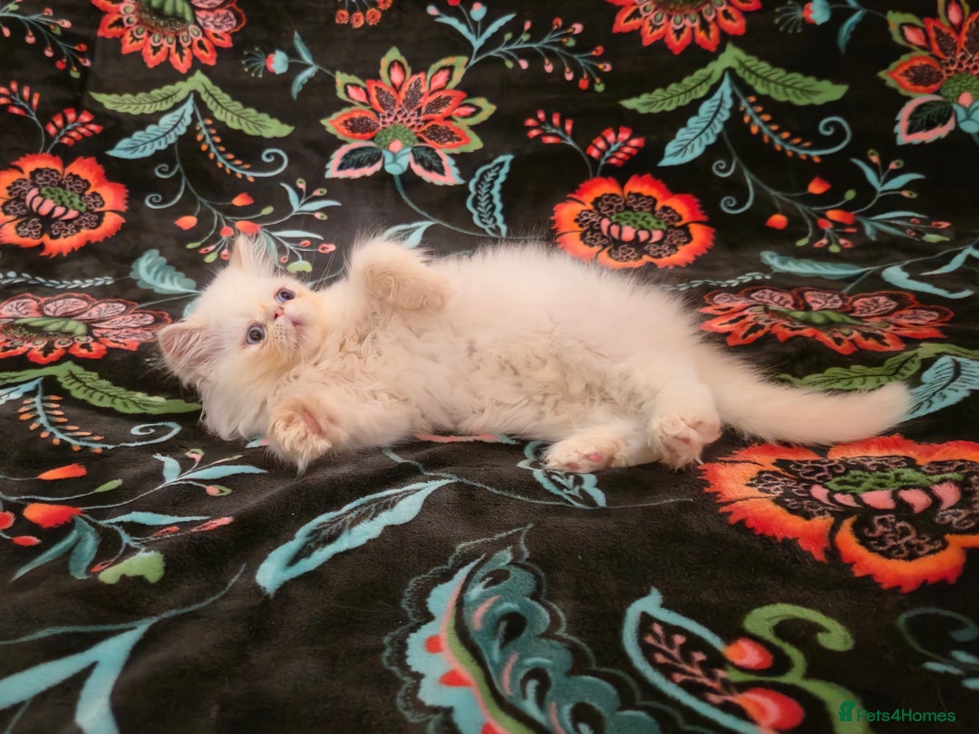 Persian cats for sale: Persian Kittens  - Image 4