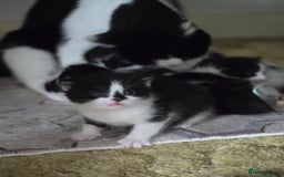Mixed Breed cats for sale: Pretty black and white fluffy kittens - Image 17