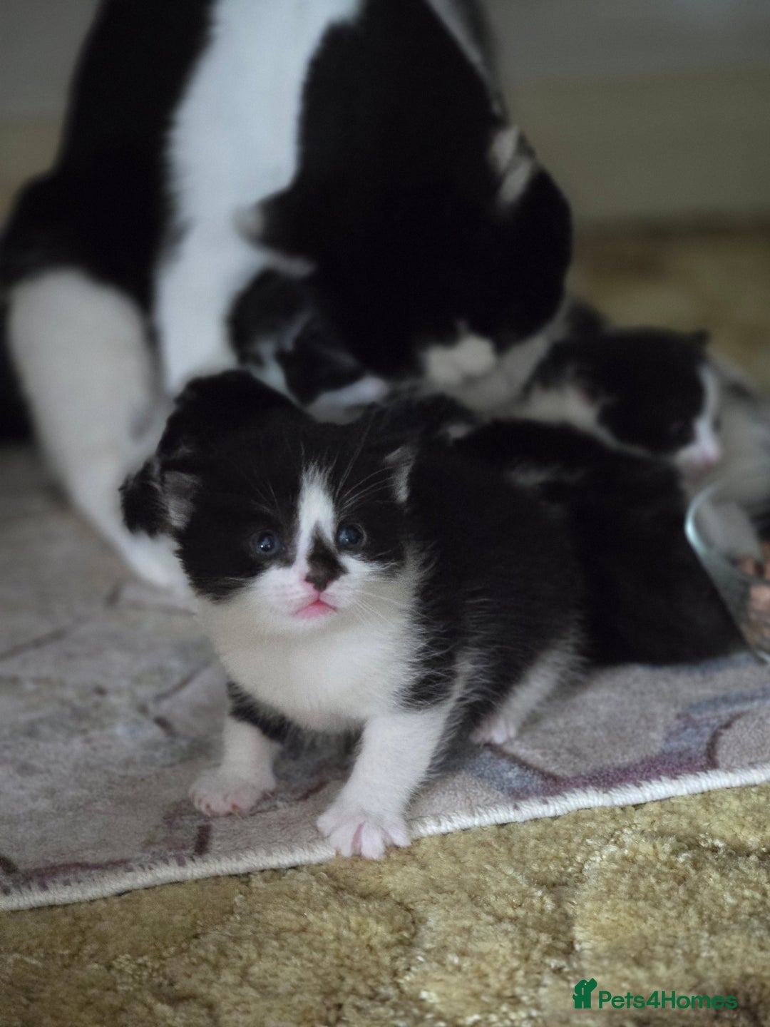 Mixed Breed cats for sale: Pretty black and white fluffy kittens - Image 17