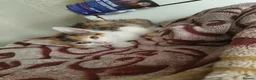 American Shorthair cats for sale: American short hair kitten  - Advert 6