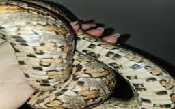 Corn Snake reptiles for sale: corn snake for sale viv and accessories included - Image 6