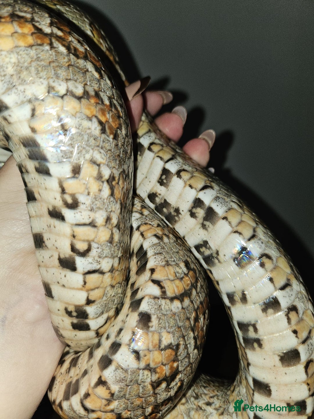 Corn Snake reptiles for sale: corn snake for sale viv and accessories included - Image 6