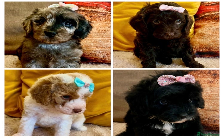 Cavapoo dogs - Advert 13