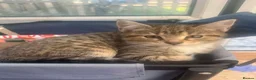 Mixed Breed cats for sale: Adorable kittens - Advert 3