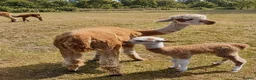 Alpaca livestock for sale: A very special breeding group of 16 alpacas - Advert 8