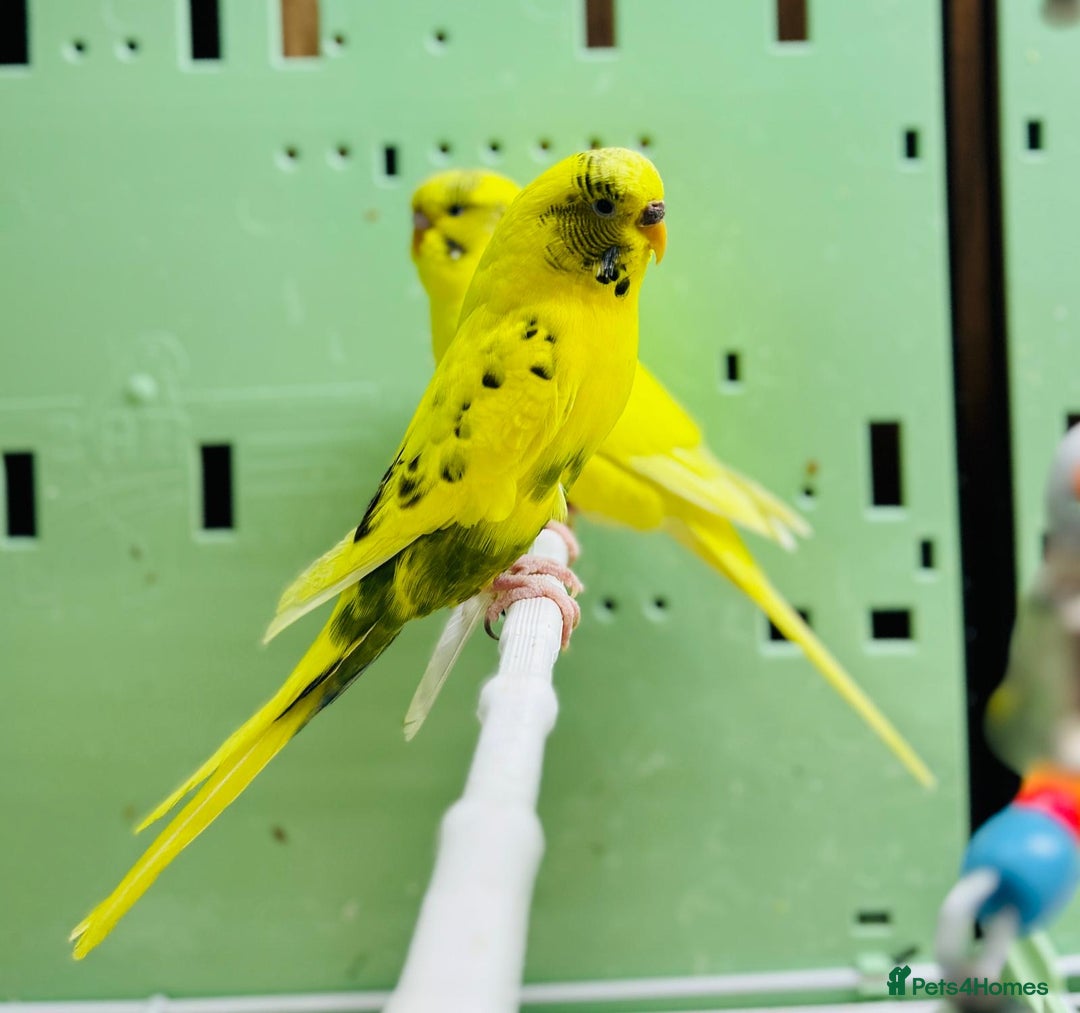 Budgerigars birds for sale: Budgies  - Advert 18