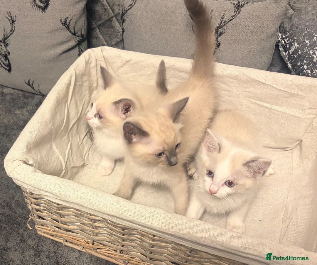 Ragdoll cats for sale: RAGDOLL X SNOWSHOE BABIES - Advert 1