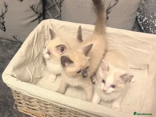Ragdoll cats RAGDOLL X SNOWSHOE BABIES - Advert 4