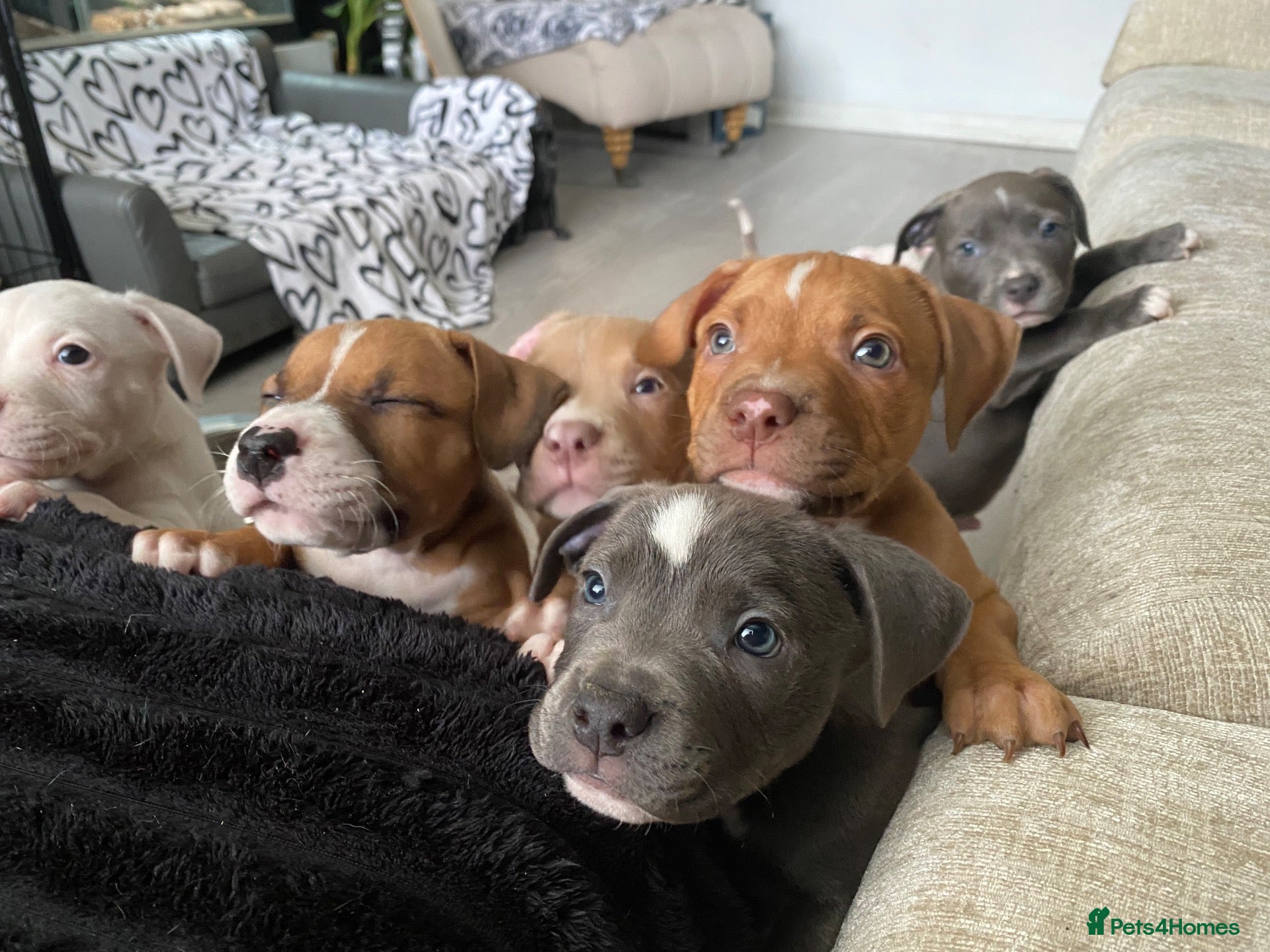 Mixed Breed dogs Ready to go on oct 22nd 🏡💕 - Advert 14