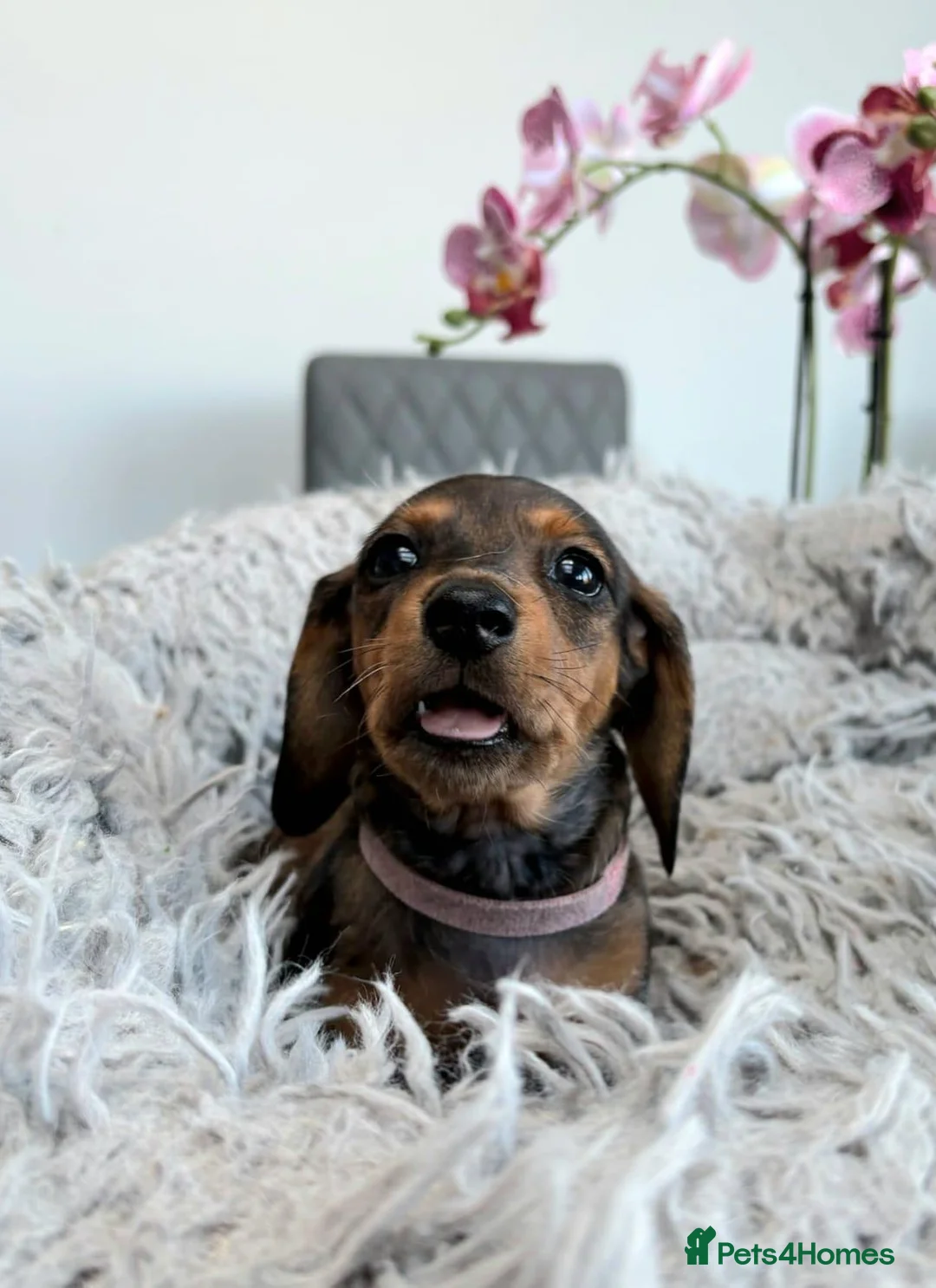 Miniature Dachshund dogs for sale: Miniature Dachshund Long & Smooth coats PRA clear - Advert 13