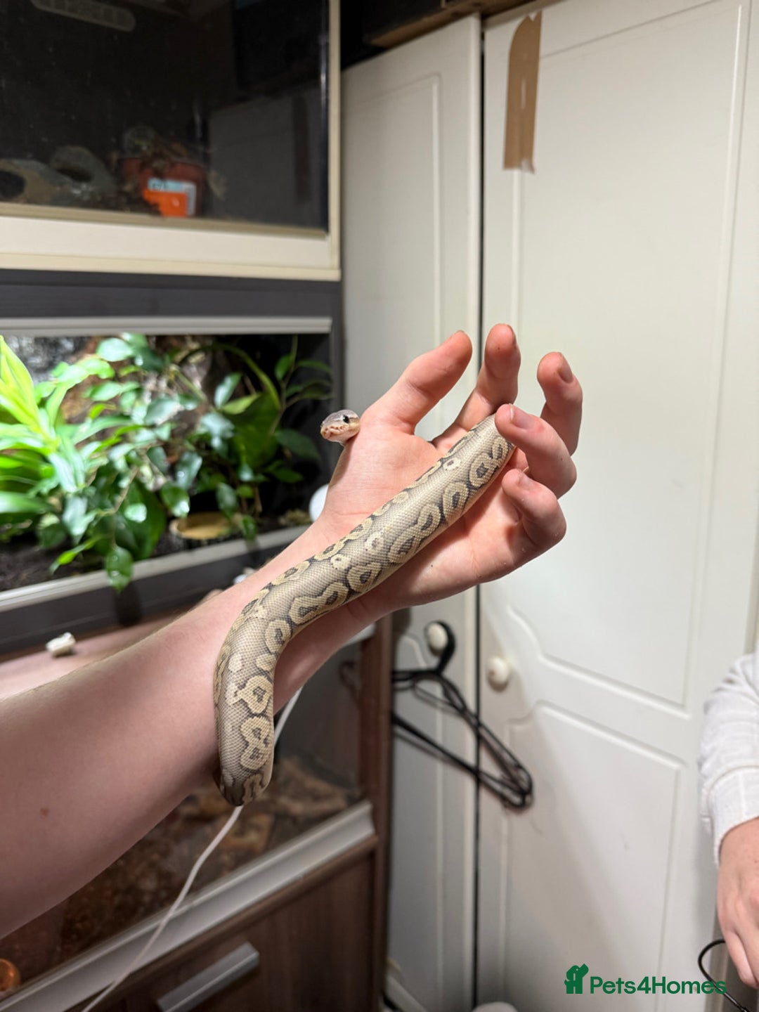 Python Snake reptiles for sale: Meet Mr Sprinkles - Image 3