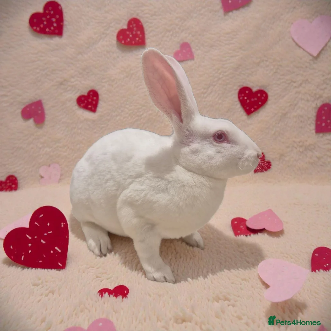 Rex rabbits for sale: 💖 Lovely standard rex girlie 🥰 - Advert 2