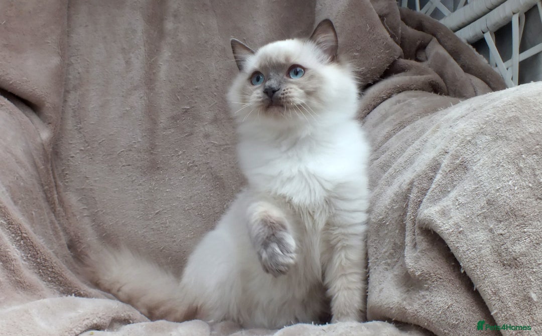 Ragdoll cats for sale: GCCF REG PET KITTENS CHAMPION IMPORT BLOODLINES - Image 24