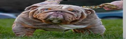 English Bulldog dogs for sale: 3 male English bulldog puppies  - Advert 5