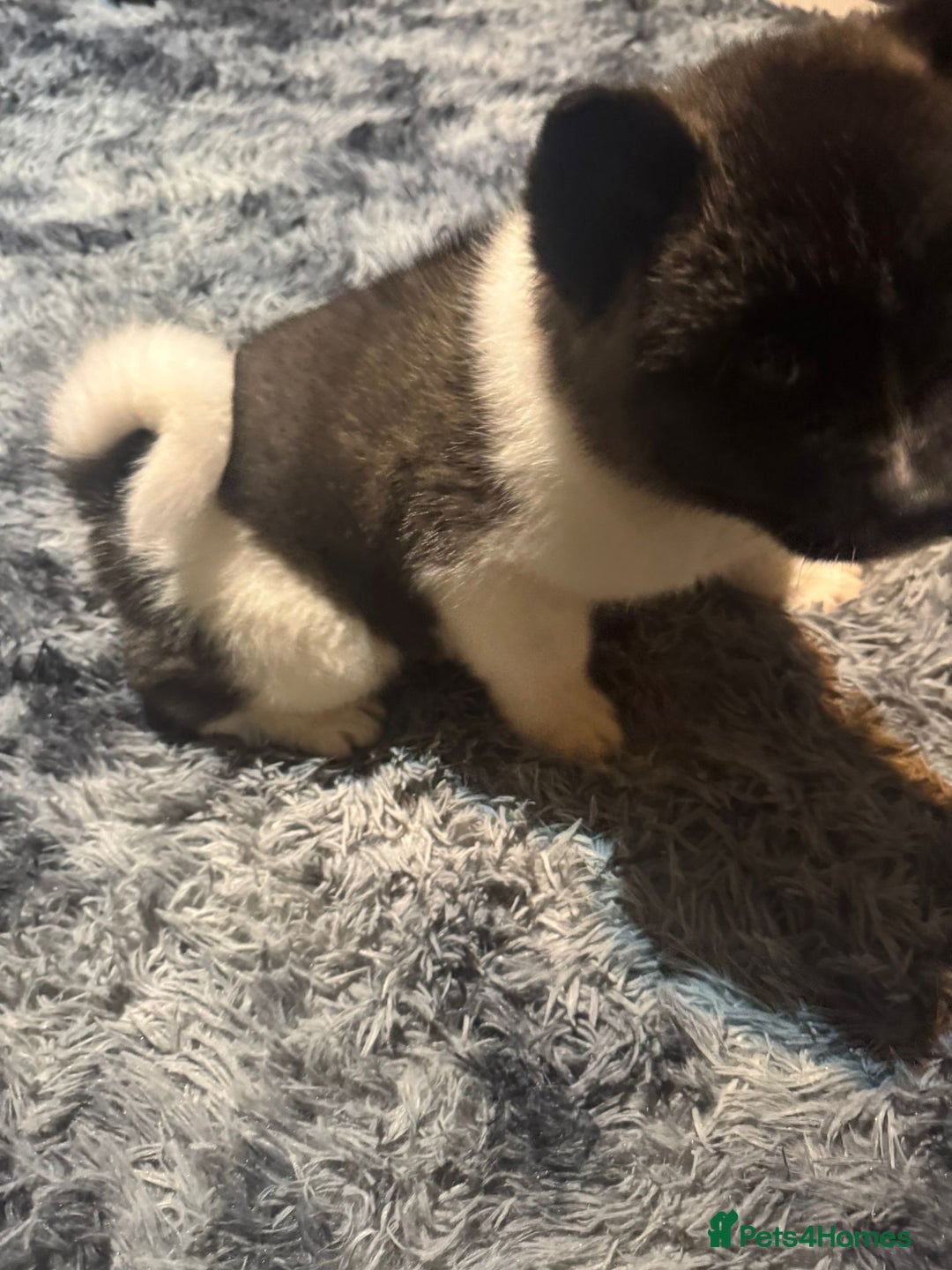 Akita dogs for sale: Bear faced American akitas puppies  - Advert 9