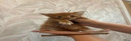 Mixed Breed cats for sale: Cute little kittens  - Advert 3