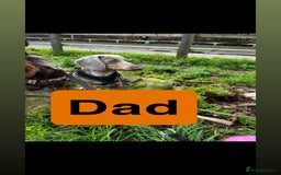 Dachshund dogs for sale: Beautiful Dachshund Puppies  - Image 9