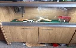 Gecko reptiles for sale: Leopard Gekko - Image 2