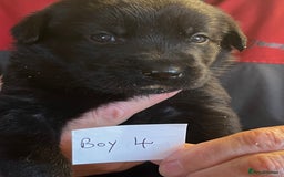 Mixed Breed dogs for sale: Black Shepherd Puppies - Advert 8