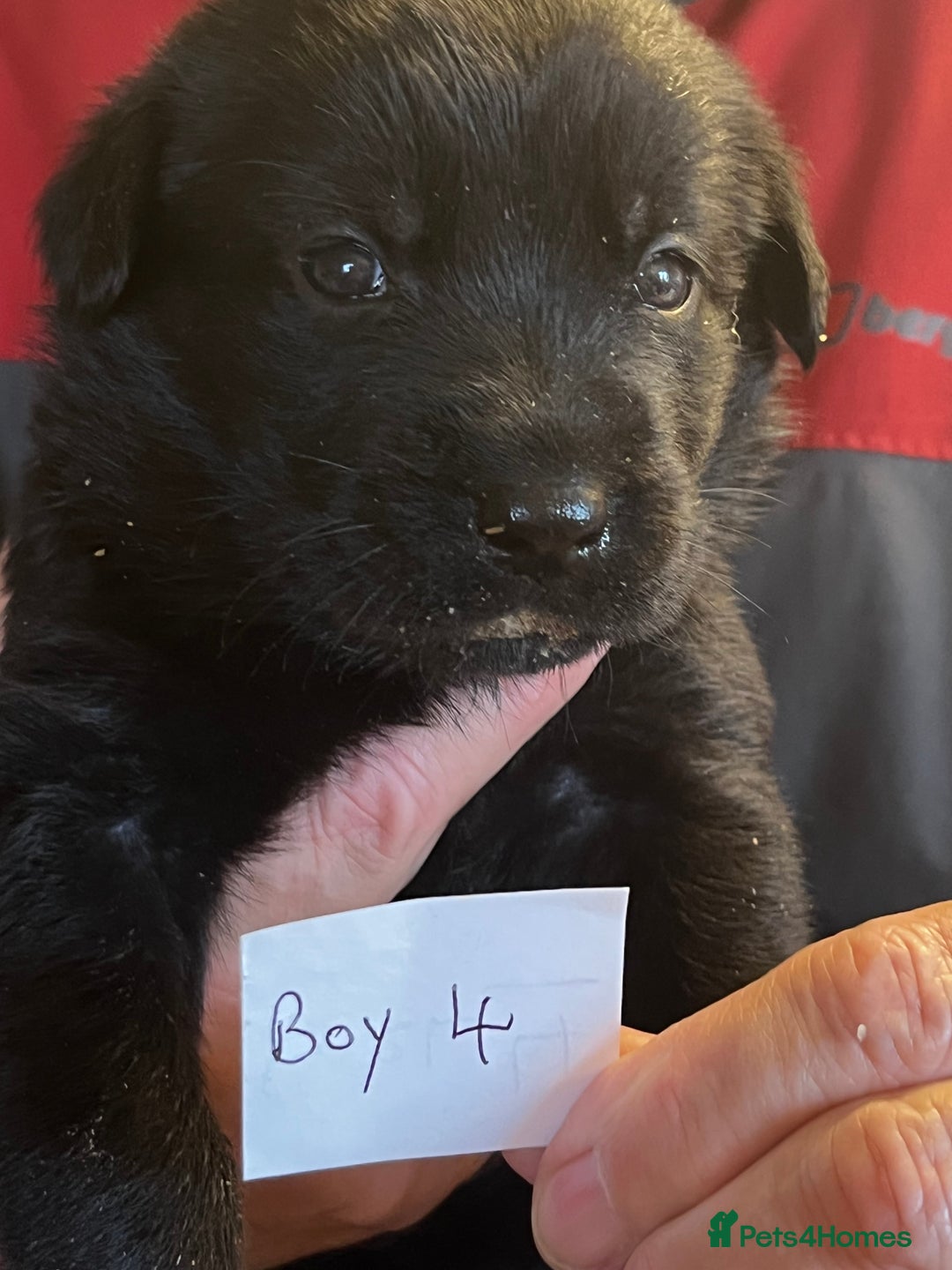 Mixed Breed dogs for sale: Black Shepherd Puppies - Advert 8