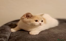 British Shorthair cats for sale: British Shorthair Fawn Tortie & White Female - Advert 8