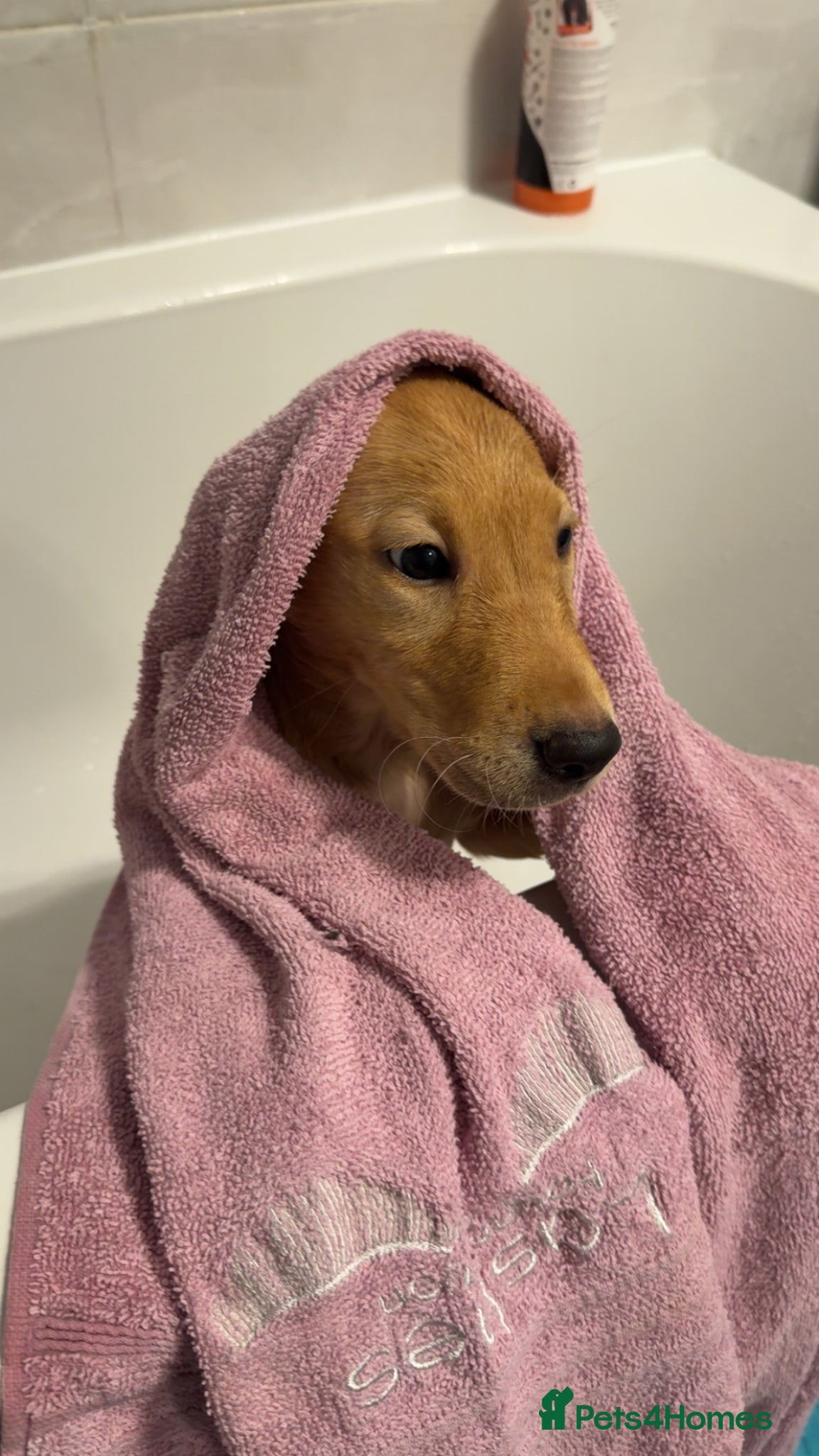 Labrador Retriever dogs Beautiful litter of labradors - Advert 6