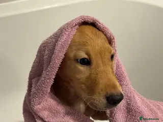 Labrador Retriever dogs Beautiful litter of labradors - Advert 6