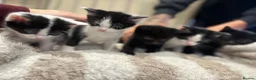 Mixed Breed cats for sale: Non pedigree kittens - Advert 6