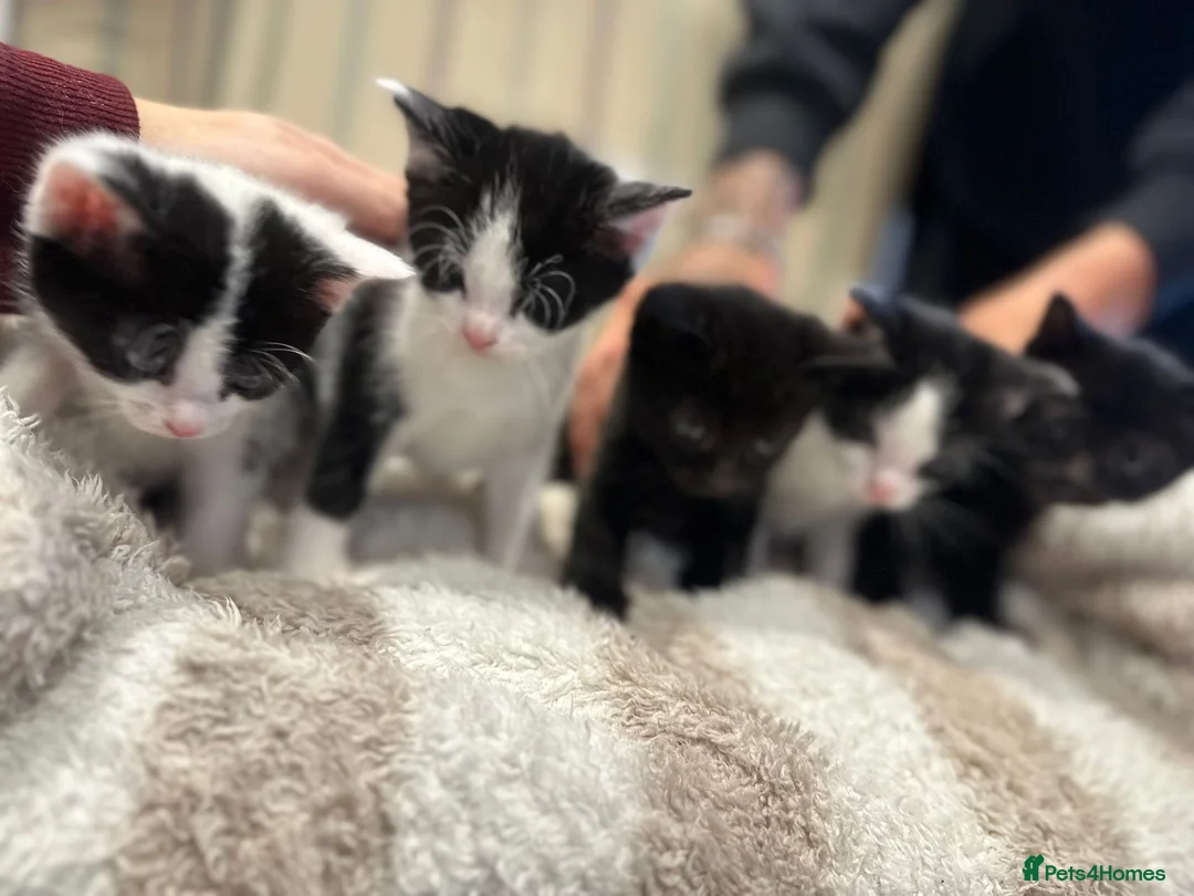 Mixed Breed cats for sale: Non pedigree kittens - Advert 6