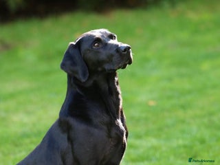 Labrador Retriever dogs in Bristol - Advert 19