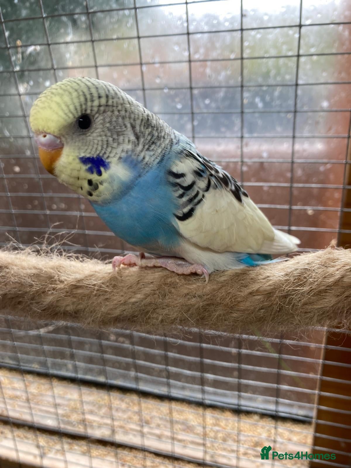 Budgerigars birds for sale: Baby budgies  - Advert 1