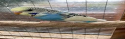 Budgerigars birds for sale: Baby budgies  - Advert 5