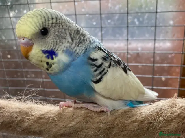 Budgerigars birds for sale: Baby budgies - Advert 2