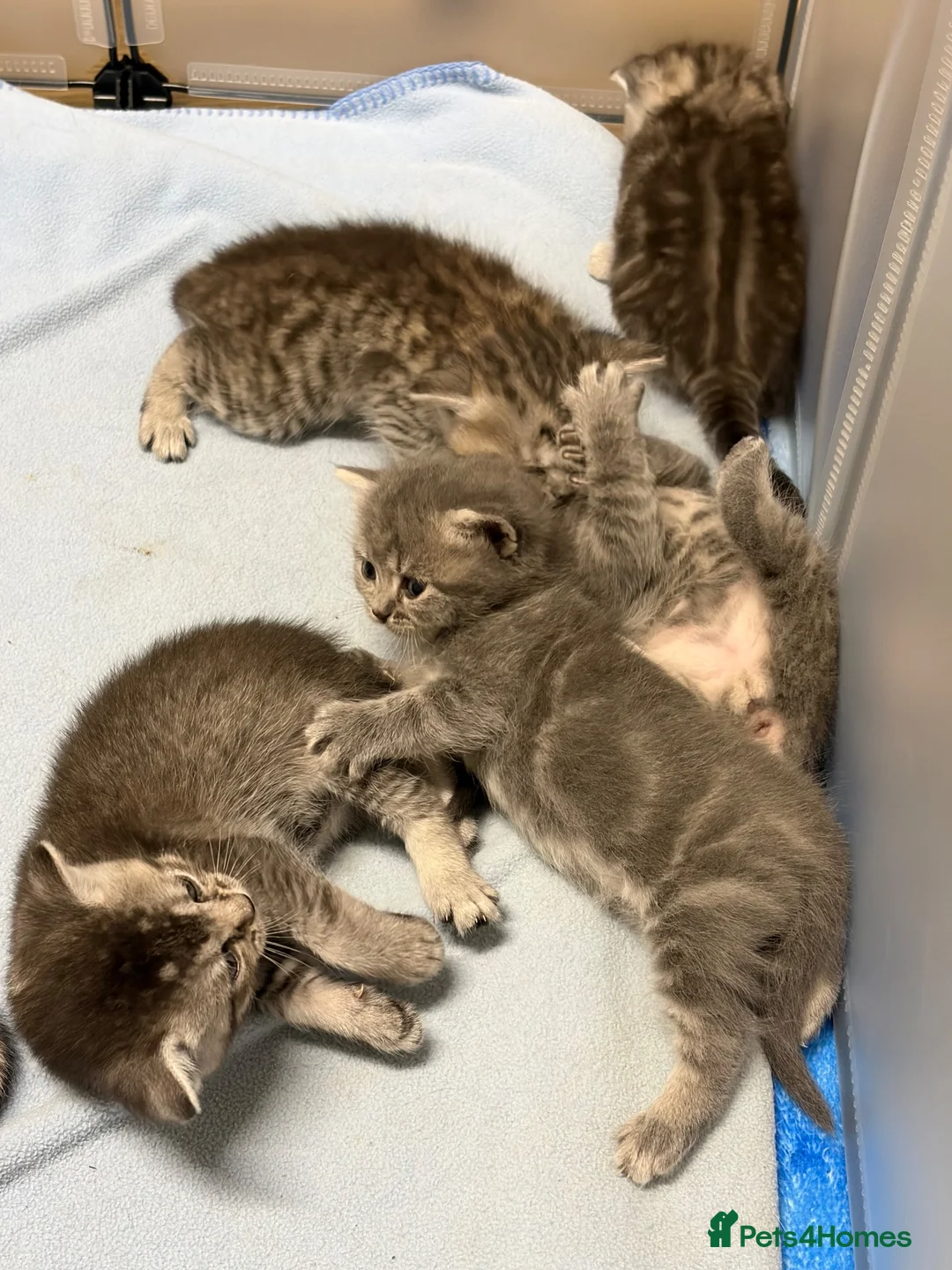 British Shorthair cats for sale: British shorthair/russian blue kittens  - Advert 20