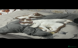 Domestic Shorthair cats for sale: 3x 6 month old kittens  - Image 1