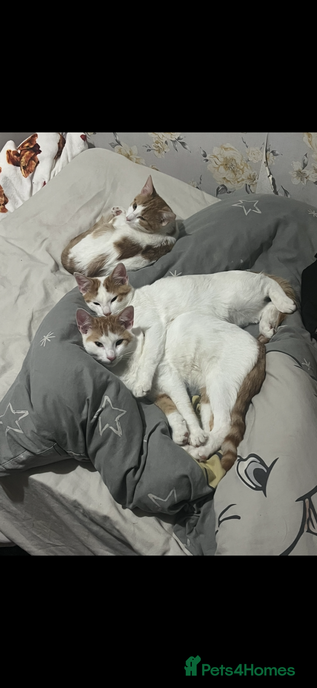 Domestic Shorthair cats for sale: 3x 6 month old kittens  - Image 1