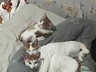 Domestic Shorthair cats for sale - Advert 1