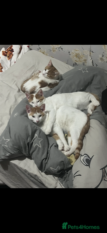 Domestic Shorthair cats - Advert 1