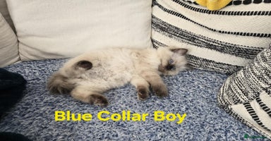 Ragdoll cats - Advert 11