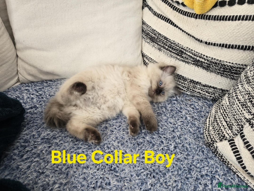 Ragdoll cats for sale: Beautiful ragdoll kittens - Image 2