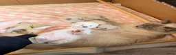 Ragdoll cats for sale: Gorgeous Blue Point Ragdoll Kittens Available  in Derby - Advert 13